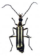 Chauliognathus flavolineatus Pic, 1947