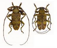 Oreodera olivosimplex  Neouze & Tavakilian, 2010  ♂ & ♀
