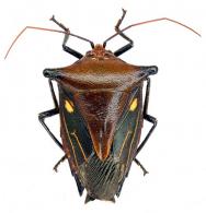 Edessa vitula (Fabricius, 1803)
