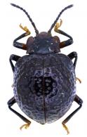 Corylomalus maximus (Bates)