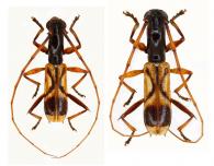 Gnomidolon biarcuatum  (White, 1855) ♂ & ♀
