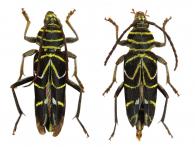 Megacyllene angulata (Fabricius, 1775)   ♂ & ♀