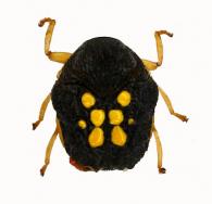Chlamisus sp4