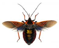 Pachylis sp2