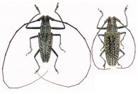 Taeniotes pulverulentus  Olivier 1790  ♂ & ♀