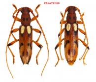 Hespereburia blancheti  Dalens & Tavakilian, 2009  ♂ & ♀  PARATYPES