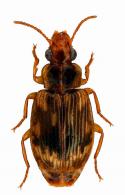 Phacocerus sp11
