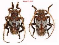 Blabicentrus martinsi  Dalens,Touroult & Tavakilian, 2009  ♂ & ♀  PARATYPES