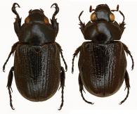 Cyclocephala boucheri  Dechambre, 1997 ♂ & ♀