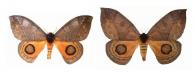 Automeris watsoni Lemaire, 1966  ♂ & ♀