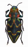 Actenodes florencae Bleuzen, 1989