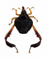 Tachygonidius sp1