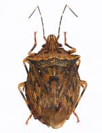 Pentatomidae Gen sp3