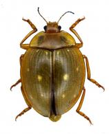 Aegithus sp3
