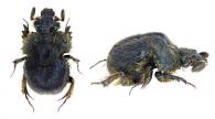 Neoathyreus illotus  Howden, 1985