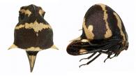 Anchistrotus sp1