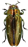 Chrysobothris andica Obenberger, 1926