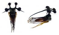 Bocydium globulare (Fabricius,1803)