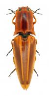 Semiotus ligneus (Linné, 1767)