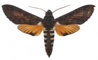 Isognathus caricae  (Linné, 1758)