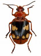 Lebia (Chelonodema) thomsoni  (Chaudoir, 1871)