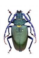 Mallaspis scutellaris  (Olivier, 1795)