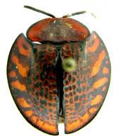 Eugenysa grossa (Linné, 1758)