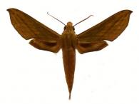 Xylophanes elara  (Druce, 1878)