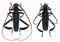 Callichroma velutinum (Fabricius, 1775 ) ♂ & ♀