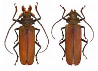 Orthomegas pehlkei (Lameere, 1904) ♂ & ♀