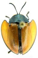 Echoma clypeata (Panzer, 1798)