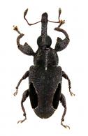 Heilipodus nigrooculatus Rheinheimer, 2010