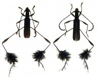 Coremia plumipes  (Pallas, 1772) ♂ & ♀