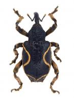 Elytrocoptus lirinus Chevrolat, 1882 
