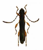 Paraeclipta kawensis  (Tavakilian & Penaherrera-Leiva, 2004)