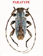 Leptostylus guianensis Vlasak & Santos-Silva, 2021 PARATYPE