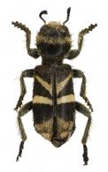 Enoclerus sp2