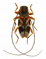 Polymitoleiopus histrionella ? (Bates, 1885)