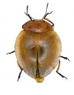 Erotylidae Gen sp 51