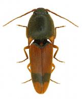 Conoderus sp1