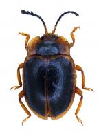 Anidrytus cf cinctipennis (Guerin-Meneville, 1857)