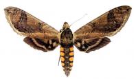 Manduca hannibal hannibal  (Cramer, 1779)