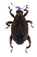 Piazurus pseudoalternans Hustache, 1936