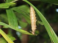 Caligo sp