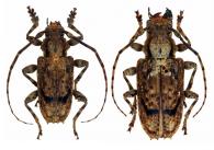 Aegomorphus travassosi ( Monné et Magno, 1992)  ♂ & ♀