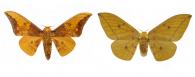 Eacles imperialis cacicus (Boisduval, 1868) ♂ & ♀