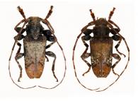 Oreodera sororcula  Martins & Monné, 1993  ♂ & ♀