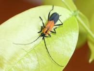 Nothoprodontia boliviana