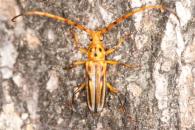 Ceragenia bicornis