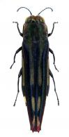 Agrilus sexnotatus Gory & Laporte, 1837